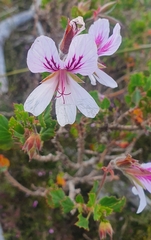 Pelargonium betulinum