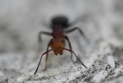 Camponotus rectangularis