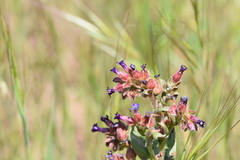 Anchusa