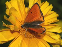 Lycaena dispar
