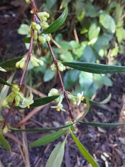 Pimelea axiflora axiflora