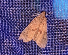 Elophila gyralis