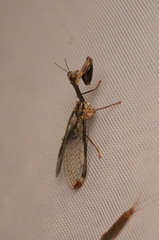 Dicromantispa interrupta