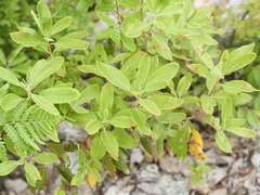 Rhododendron canadense