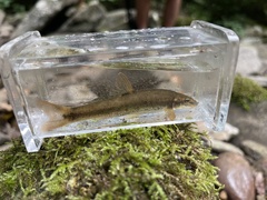 Rhinichthys cataractae