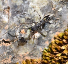 Aphaenogaster senilis