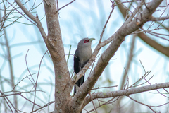 Phaenicophaeus tristis