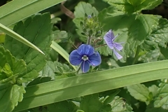 Veronica chamaedrys