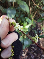 Pimelea axiflora axiflora