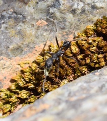 Aphaenogaster senilis