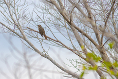Cacomantis merulinus