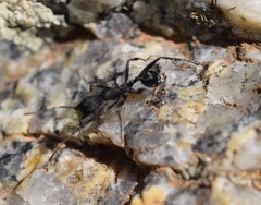 Aphaenogaster senilis
