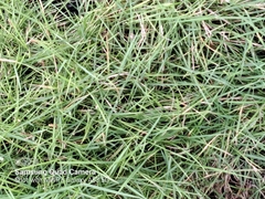 Paspalum vaginatum