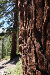 Abies magnifica magnifica