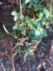 Pimelea axiflora axiflora