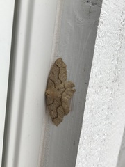 Lambdina fiscellaria