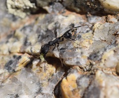 Aphaenogaster senilis