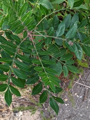 Rhus copallinum