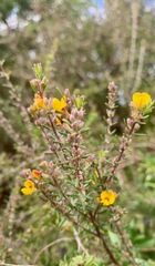 Aotus ericoides