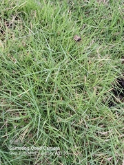 Paspalum vaginatum