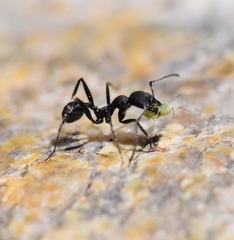 Aphaenogaster senilis