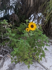 Helianthus debilis cucumerifolius