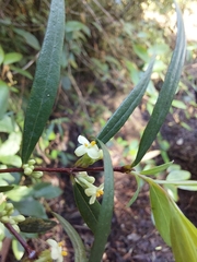 Pimelea axiflora axiflora