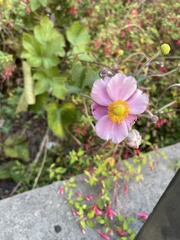 Eriocapitella hupehensis