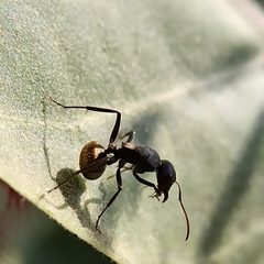 Camponotus sericeus
