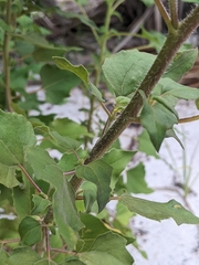 Helianthus debilis cucumerifolius