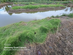 Paspalum vaginatum