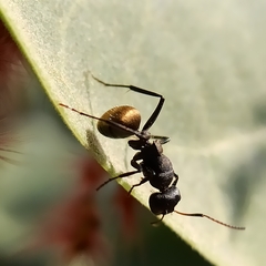 Camponotus sericeus