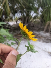 Helianthus debilis cucumerifolius