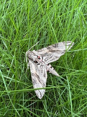Agrius convolvuli