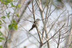 Chrysococcyx minutillus