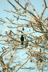 Chalcomitra amethystina