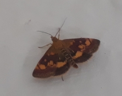 Pyrausta aurata