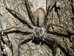 Holconia immanis