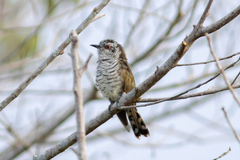 Chrysococcyx minutillus