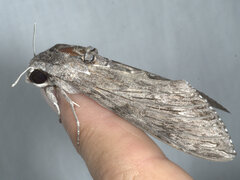 Agrius convolvuli