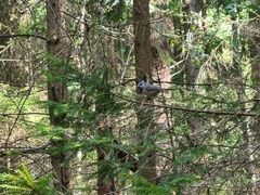 Lophophanes cristatus