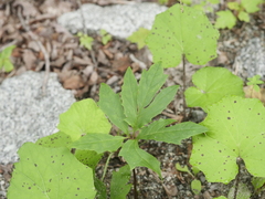 Nabalus trifoliolatus