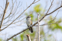 Chrysococcyx minutillus