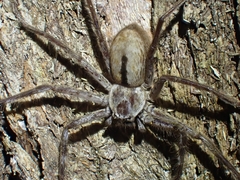 Holconia immanis