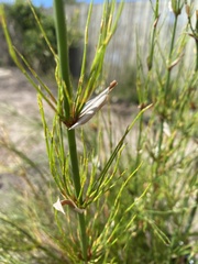 Restionaceae