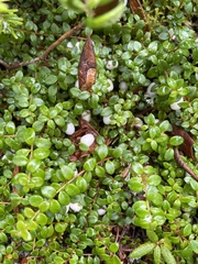 Gaultheria hispidula