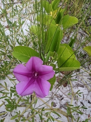 Ipomoea pes-caprae