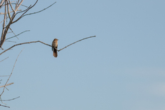 Cacomantis merulinus