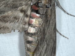 Agrius convolvuli