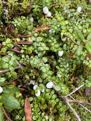 Gaultheria hispidula